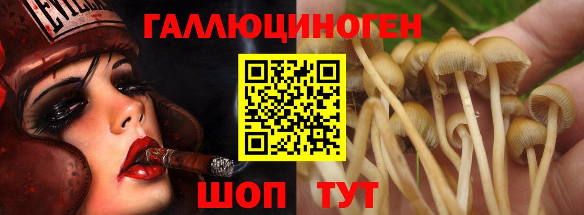 Псилоцибиновые грибы Psilocybine cubensis Тында